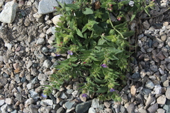 Nonea versicolor
