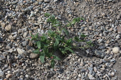 Nonea versicolor