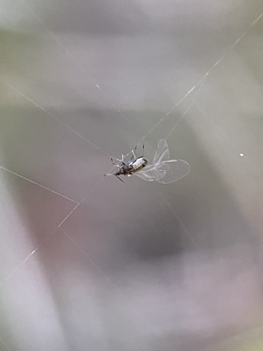 iNaturalist observation photo of Aphids
