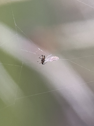 iNaturalist observation photo of Aphids
