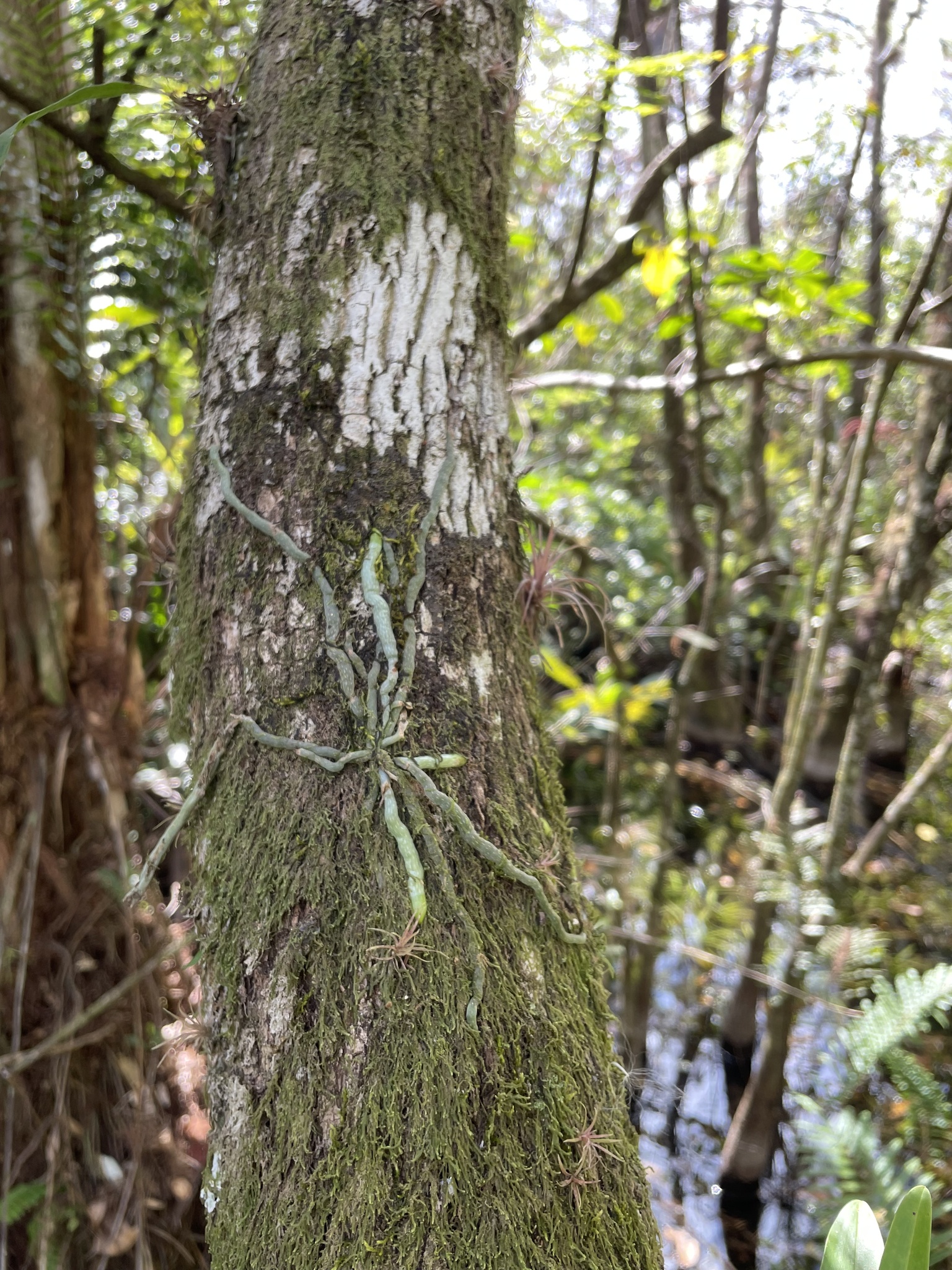 Imagem de Orquídea fantasma
