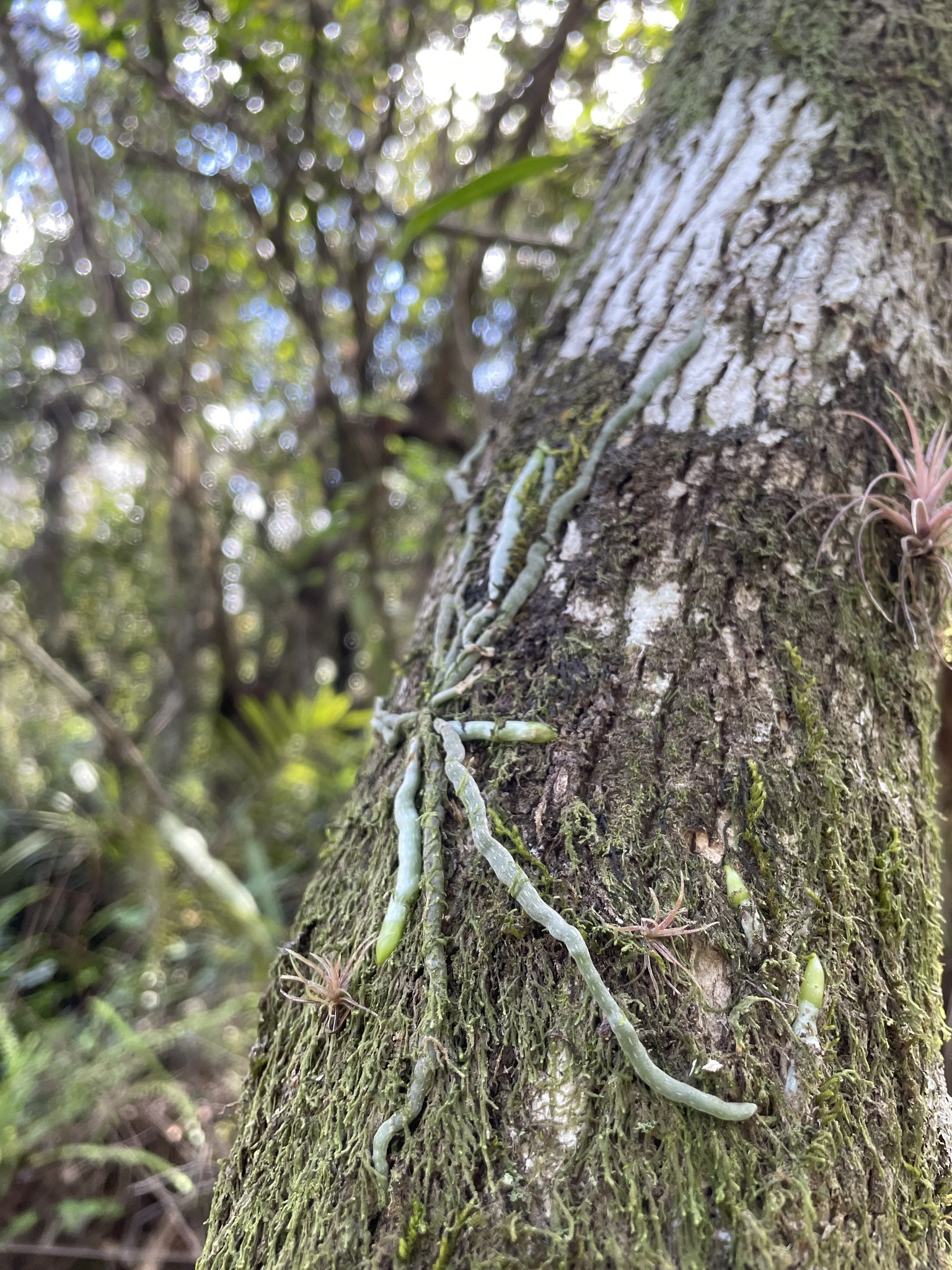Imagem de Orquídea fantasma