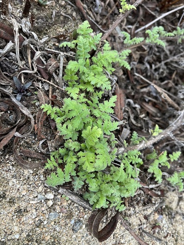 iNaturalist observation photo of branching phacelia
