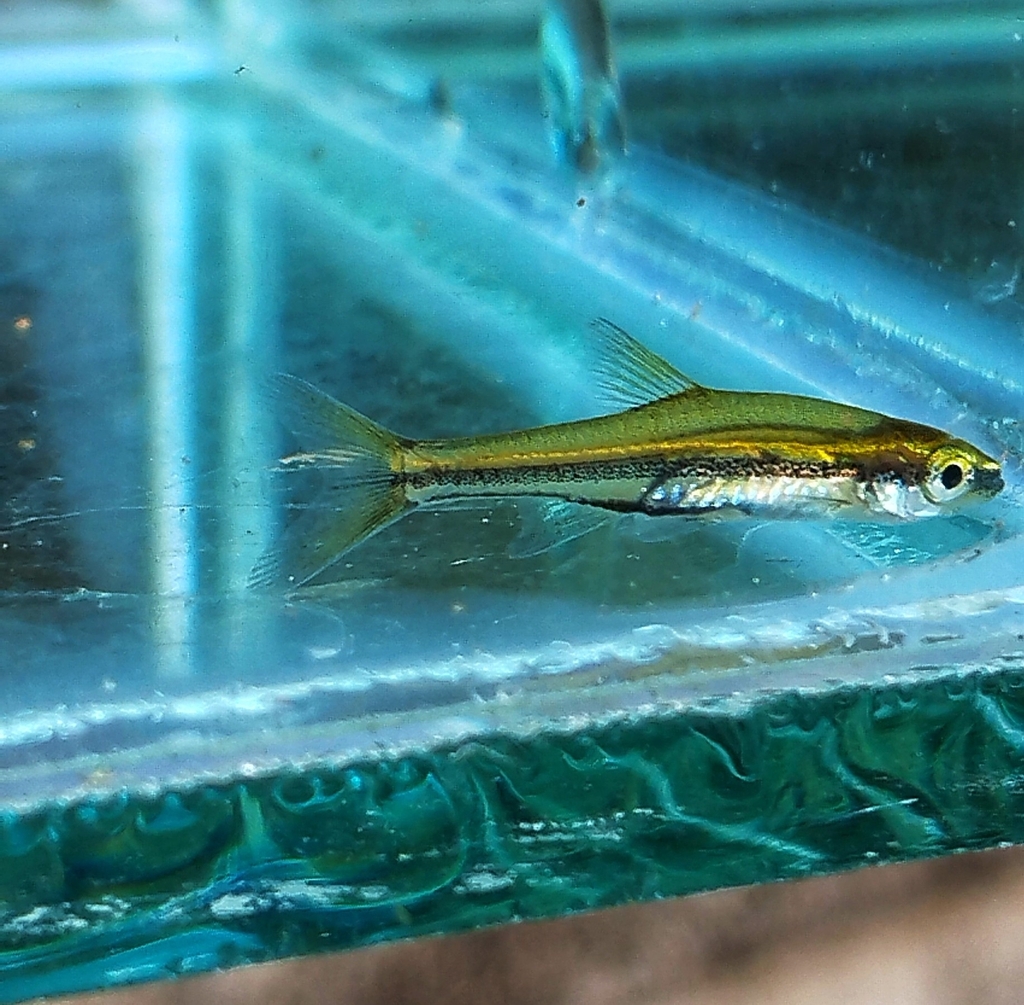 Trigonopoma gracile (Trigonopoma gracile)