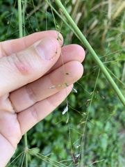 Megathyrsus maximus, recorded fruiting