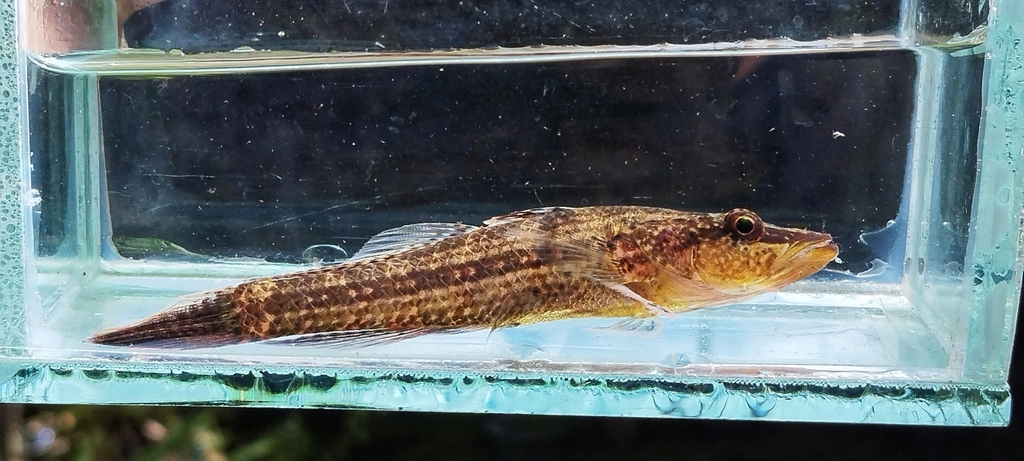 Crazy Fish (Butis butis)