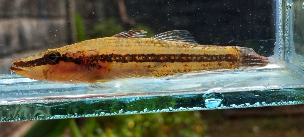 Crazy Fish (Butis butis)