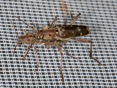 Xylotrechus smei