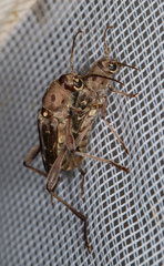 Xylotrechus smei