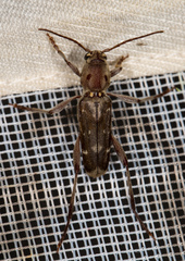 Xylotrechus smei