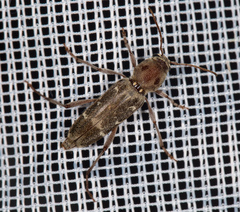 Xylotrechus smei