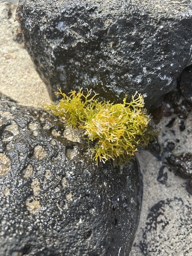 Ahnfeltiopsis observed 2025-02-08