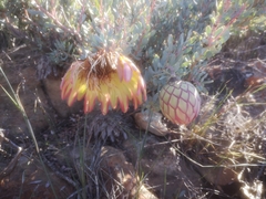 Protea sulphurea