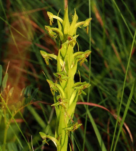 Image of Habenaria pseudociliosa by (c) desertnaturalist, some rights reserved (CC BY)