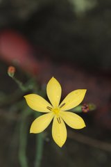 Sisyrinchium tolucense