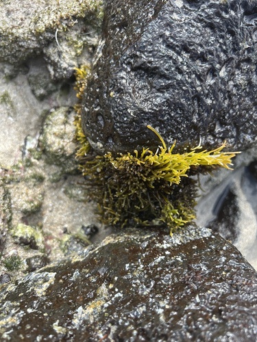 Ahnfeltiopsis observed 2025-02-08