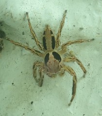 Plexippus petersi