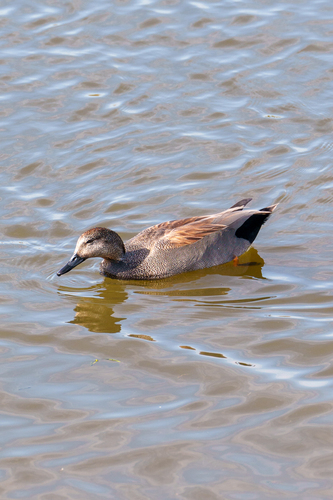 iNaturalist observation photo of Gadwall