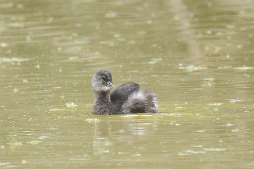 Least Grebe (Tachybaptus dominicus)