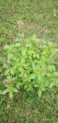 Ocimum tenuiflorum