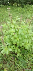 Ocimum tenuiflorum