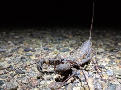 Tohono Vinegaroon (Mastigoproctus tohono)