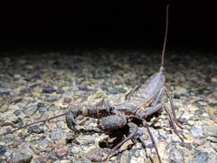 Mastigoproctus tohono