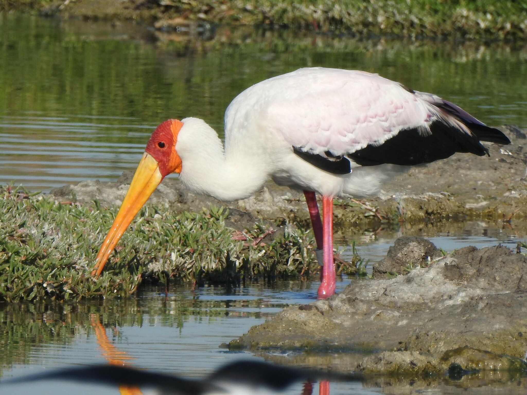 Yellow-billed Stork illustration
