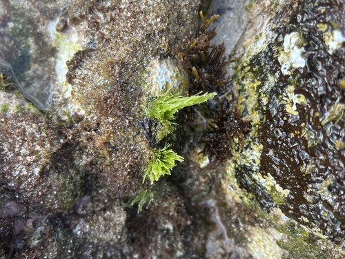 Chaetomorpha antennina observed 2025-02-08
