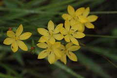 Sisyrinchium tolucense