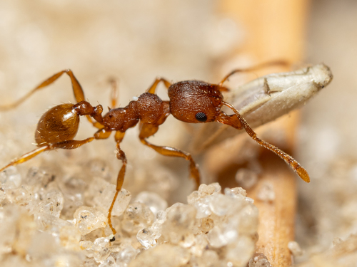 Pheidole carrolliPheidole carrolli