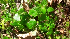 Hydrocotyle americana