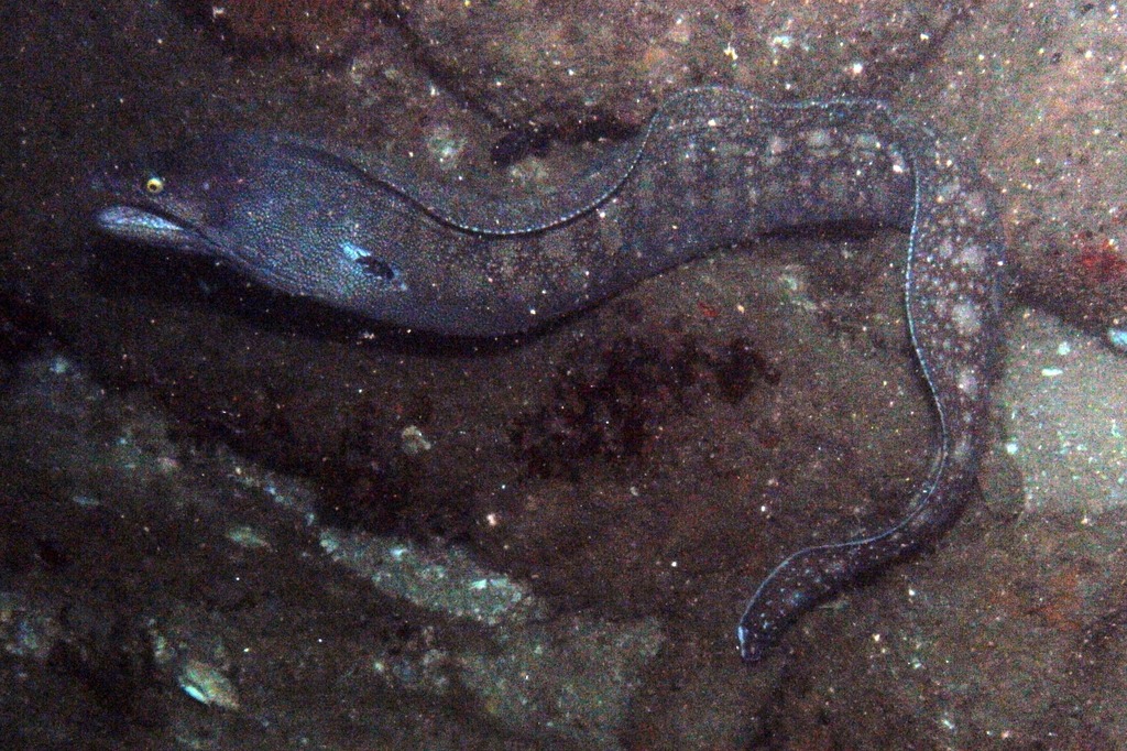 Argus Moray