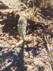 Eriospermum paradoxum