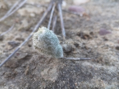 Eriospermum paradoxum