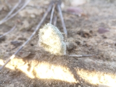 Eriospermum paradoxum