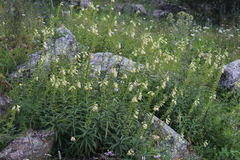 Digitalis ciliata