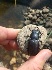 Lucanus tetraodon tetraodon