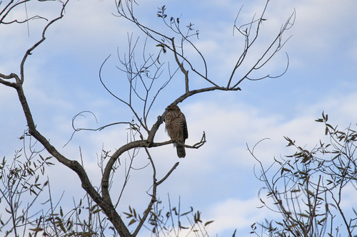 iNaturalist observation photo of Red-shouldered Hawk
