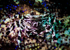 Zebrida adamsii