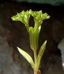 Valerianella muricata