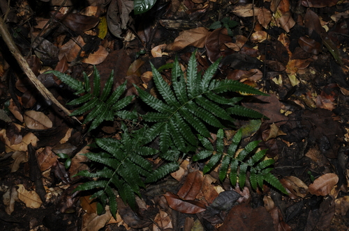 Image of Goniopteris tetragona by (c) Grace Merkert, some rights reserved (CC BY)