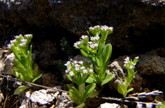 Valerianella muricata