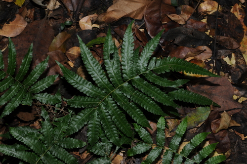 Image of Free-Tip Star-Hair Fern (Goniopteris tetragona) by (c) Grace Merkert, some rights reserved (CC BY)