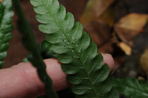 Image of Goniopteris tetragona by (c) Grace Merkert, some rights reserved (CC BY)