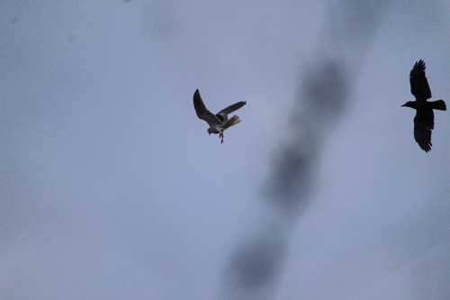 iNaturalist observation photo of North American White-tailed Kite