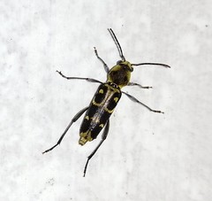 Xylotrechus subscutellatus