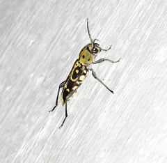 Xylotrechus subscutellatus