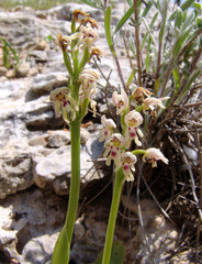 Orchis galilaea
