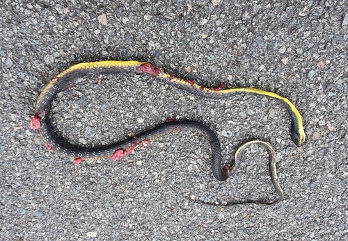 Common Tree Snake sighting